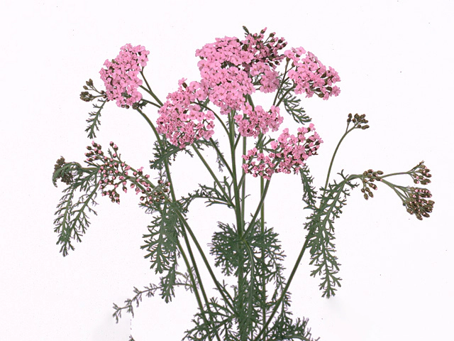 Achillea millefolium 'Masterclass Light Pink'