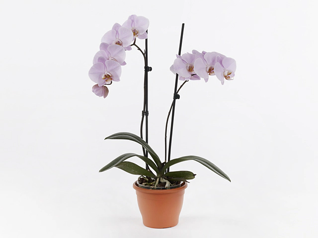 Phalaenopsis Floriclone Dreamlover