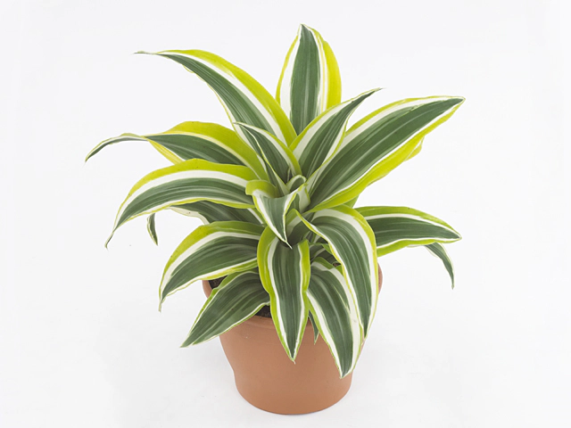 Dracaena fragrans (Compacta Grp) White Surprise