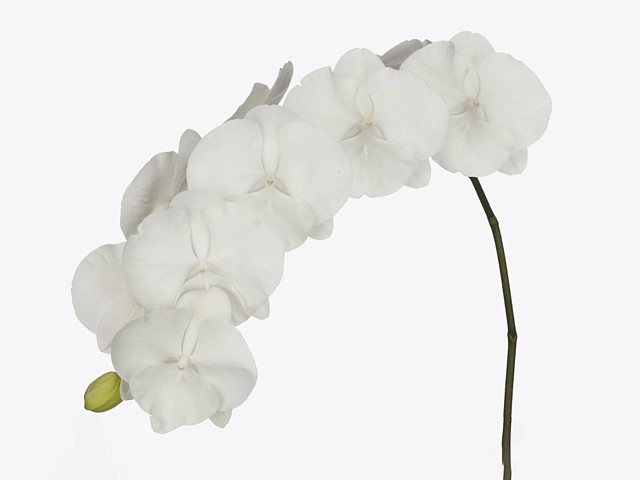 Phalaenopsis per branch White Serenity