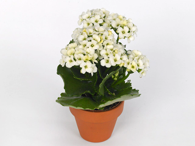 Kalanchoe blossfeldiana single Jenna