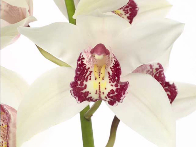 Цимбидиум мини "Petra"