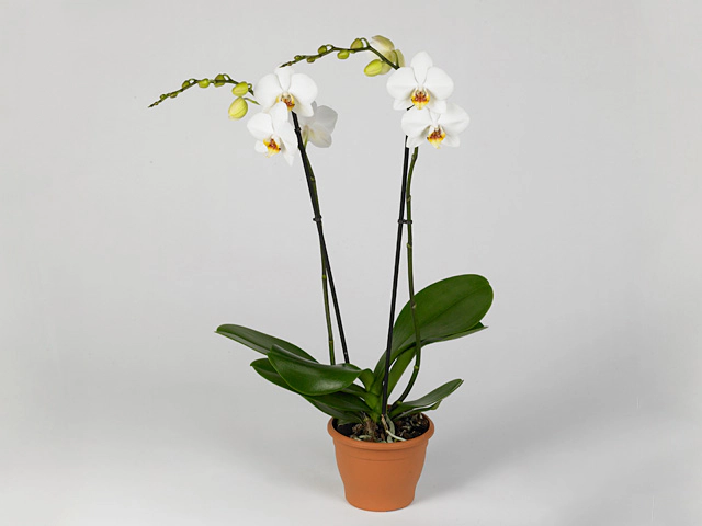 Phalaenopsis 'Contrast'