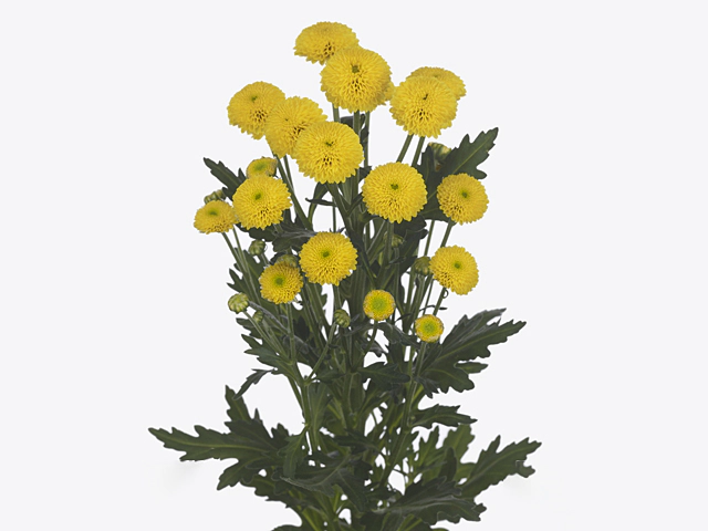 Chrysanthemum (Indicum Grp) spray santini AAA Gogo Yellow