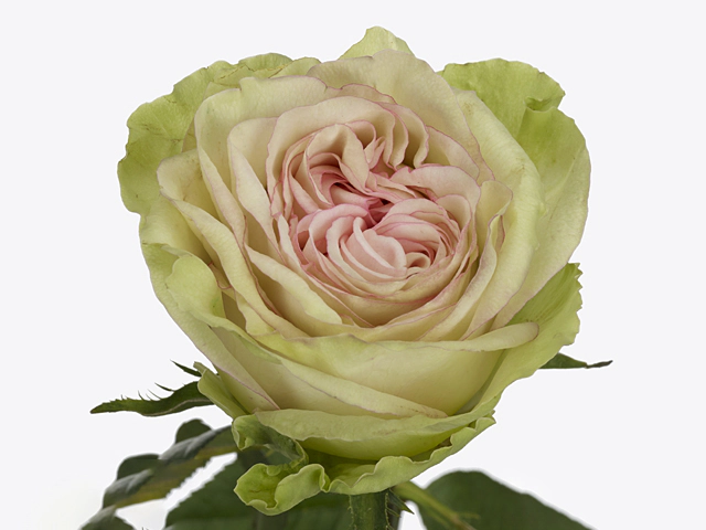 Роза крупноцветковая "Classico"