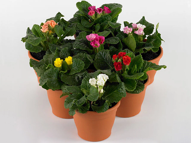 Primula (Acaulis Grp) Primasan mixed