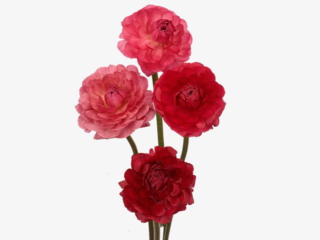 Ranunculus 'Pauline Carmine'