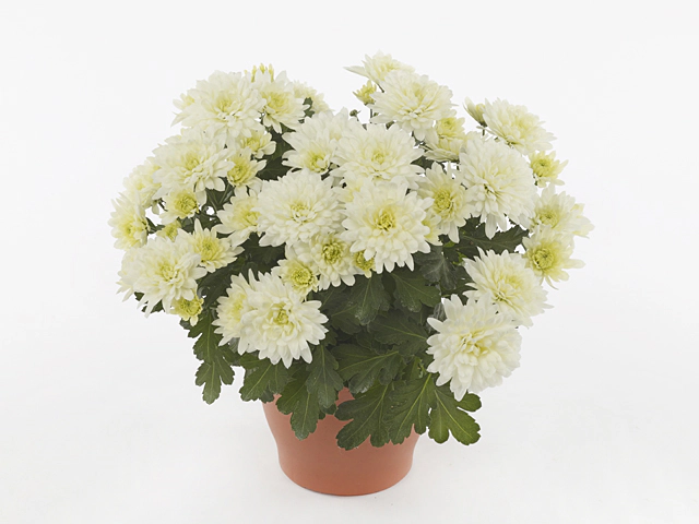 Chrysanthemum (Indicum Grp) Homerun White