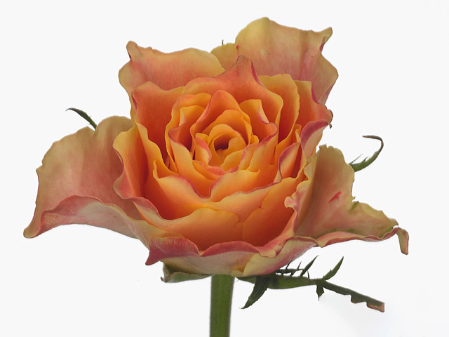 Роза крупноцветковая "Mara"