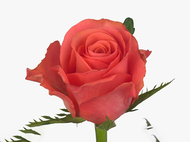 Роза крупноцветковая "Pink Tacazzi+"