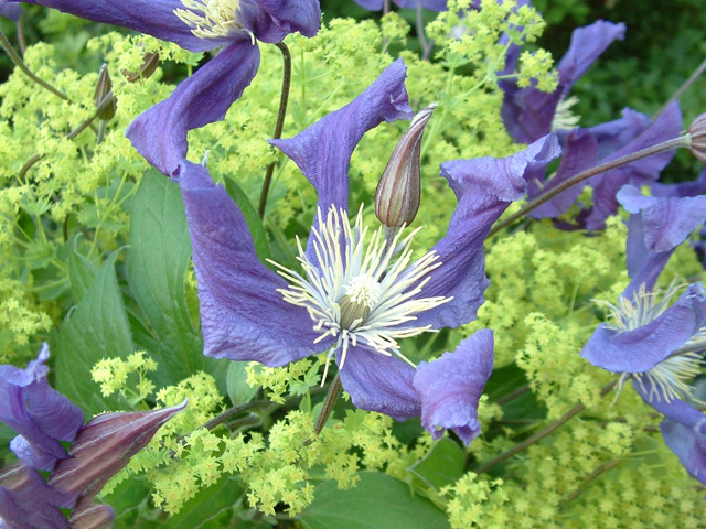 Clematis (Diversifolia Grp) Blue Pirouette