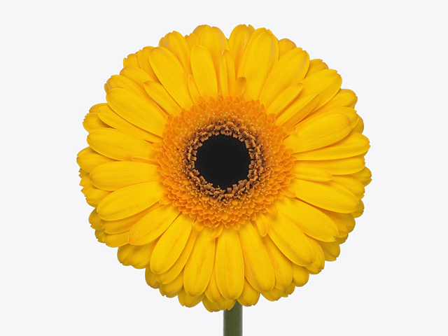 Гербера крупноцветковая "Cachet"