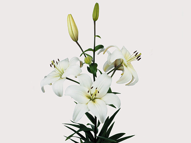 Lilium Aziatische Grp 'Navona'