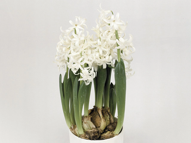 Hyacinthus orientalis Multiflora type other