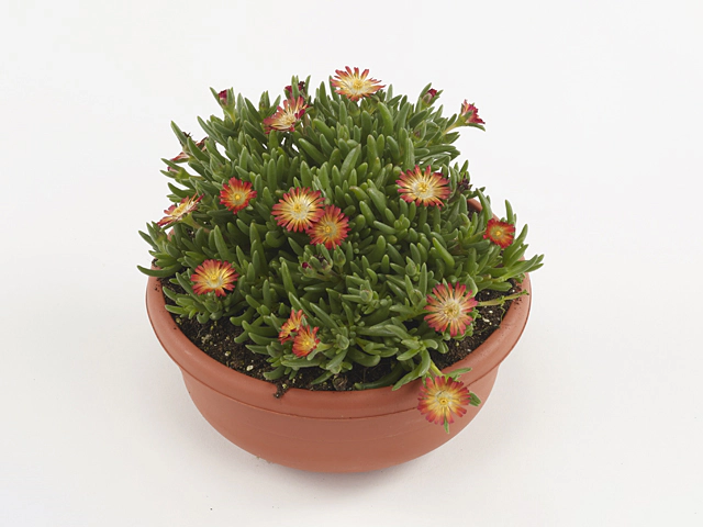 Delosperma cooperi Lido Orange With Eye