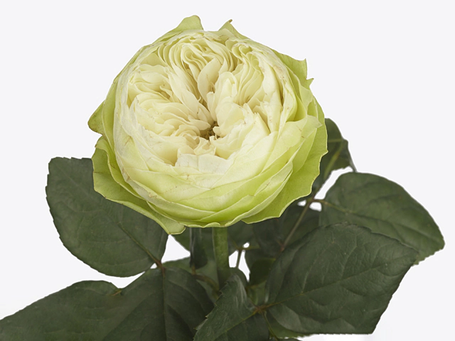 Роза крупноцветковая "White Kahala-BB"