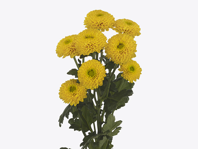 Chrysanthemum (Indicum Grp) spray Bonus