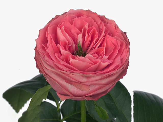 Роза крупноцветковая "Turkish Delight"