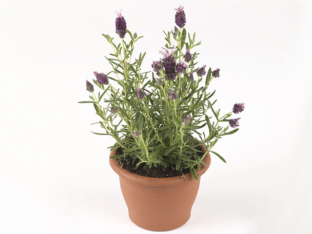 Lavandula stoechas Little Bee Rose