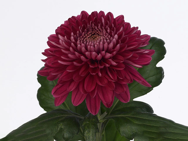 Chrysanthemum (Indicum Grp) disbudded 'Jaguar Purple'