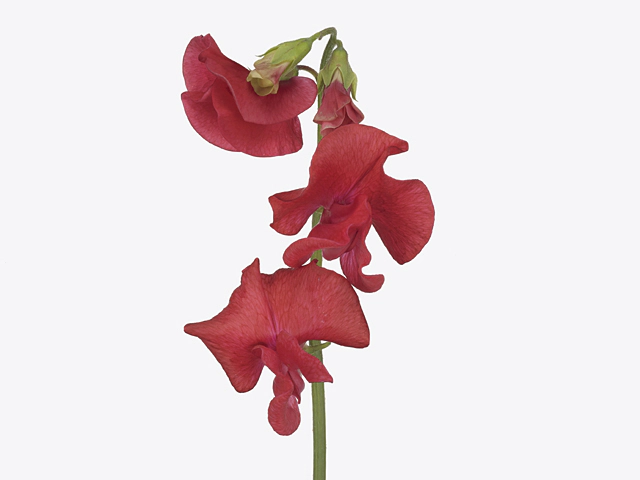 Lathyrus odoratus (Spencer Grp) 'Parfum Red'