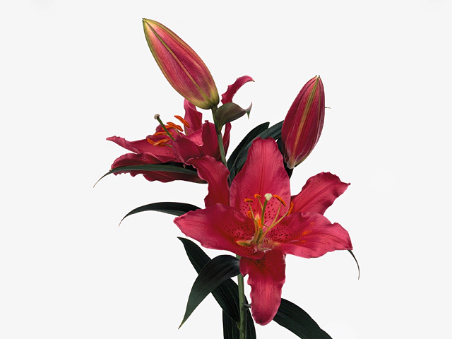 Lilium (Oriental Grp) Rodina