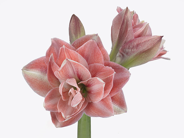 Hippeastrum (Double Galaxy Grp) 'Pink Glory'