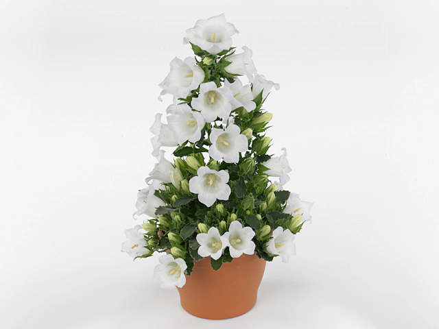 Campanula formanekiana Pkmform White