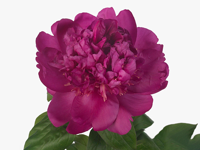 Paeonia (Lactiflora Grp) 'Best Man'