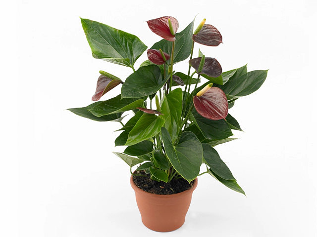 Anthurium (Andreanum Grp) Chocolate Love