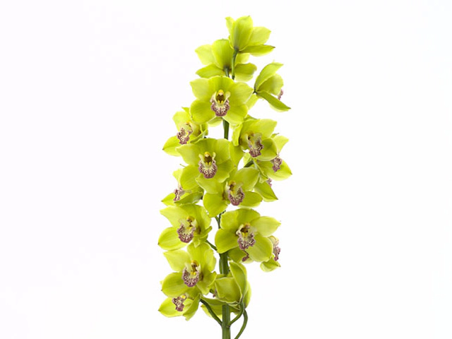 Cymbidium large flowered L D 'Bella Vista'