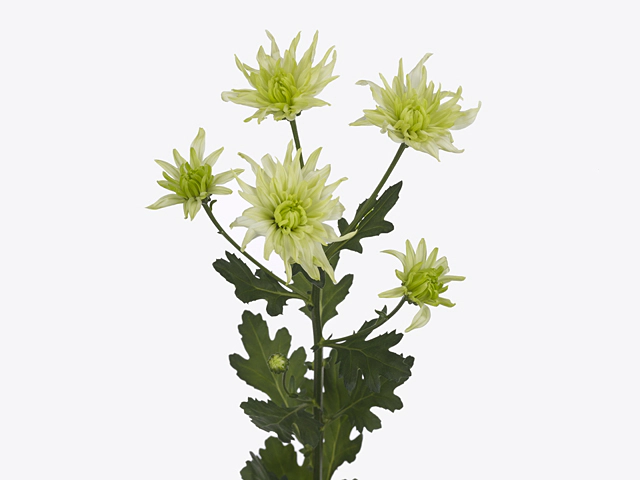 Chrysanthemum (Indicum Grp) spray Rocca Lime