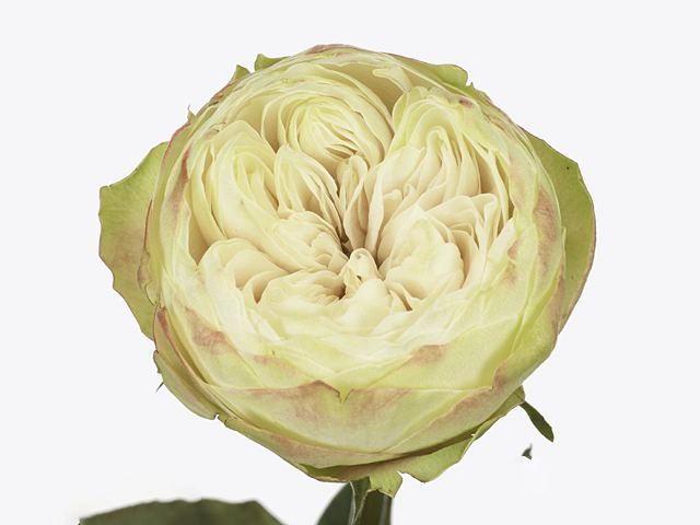 Роза крупноцветковая "Khela-Bb"