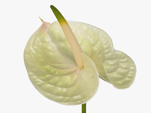 Anthurium (Andreanum Grp) 'Evita Cream'