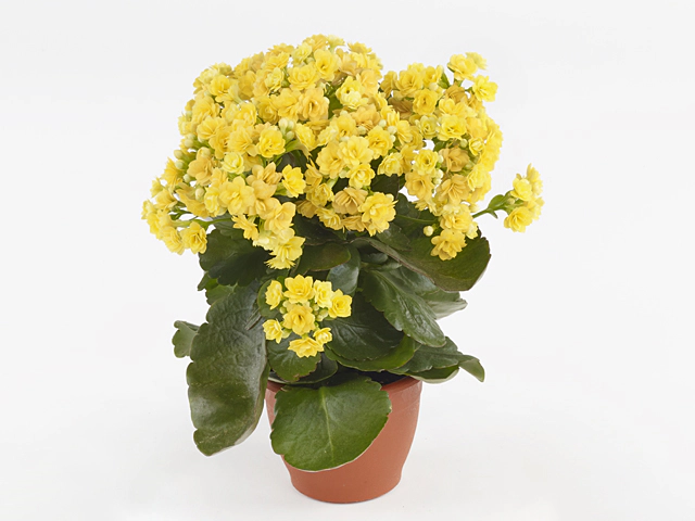 Kalanchoe double blossfeldiana Sunday Yellow