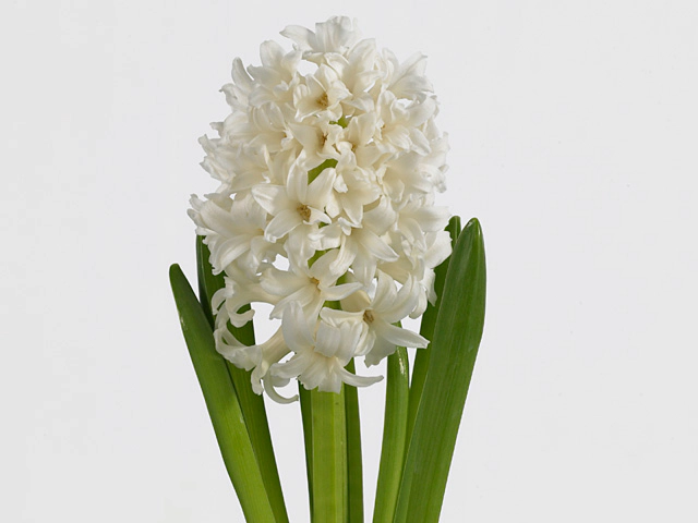 Hyacinthus orientalis 'Pallas'