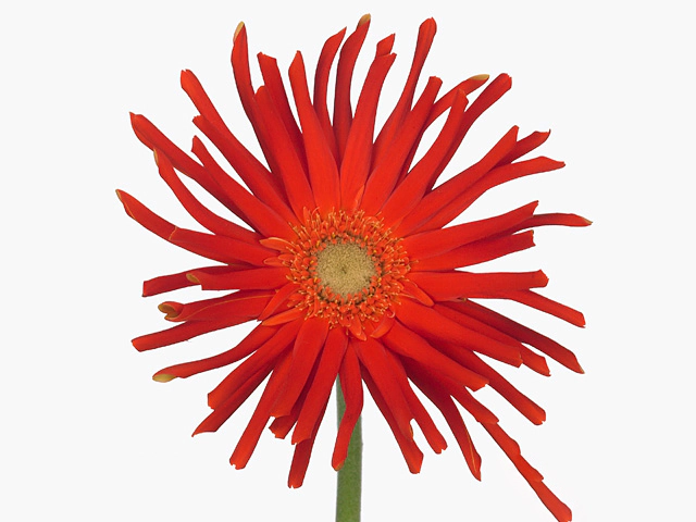 Gerbera large flowered curl-shaped 'Pasta Romana'