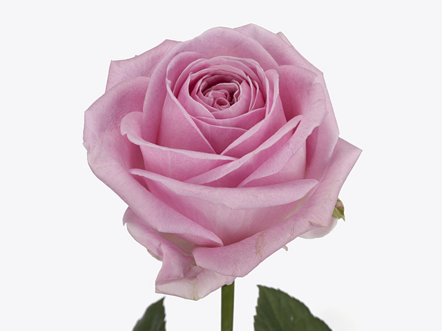 Роза крупноцветковая "Zaina!"