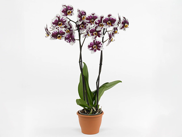 Phalaenopsis Anthura Murcia