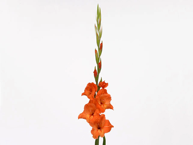 Гладиолус крупноцветковый "Prince of Orange"