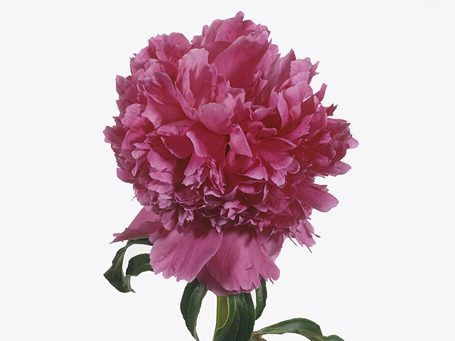 Пион молочноцветковый "Felix Crousse"