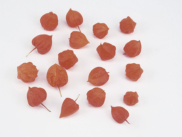 Physalis alkekengi Chinese lantern loose