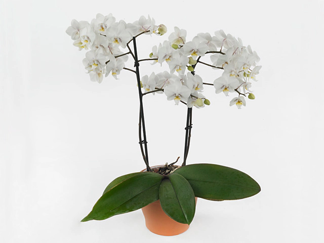 Phalaenopsis Multifloratypes Floriclone Mia