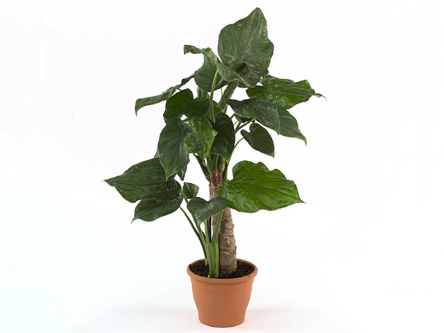 Alocasia cucullata