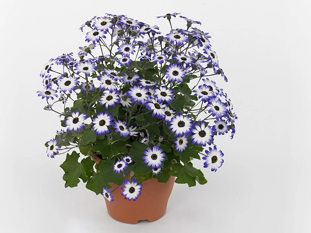 Pericallis (Cruentus Grp) Senetti Violet Bicolor