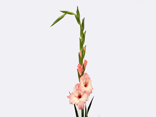 Gladiolus large flowered 'Extasy'