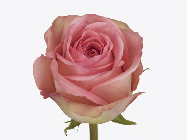 Роза крупноцветковая "Saga!"