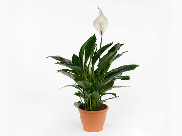 Spathiphyllum Zero Cupido