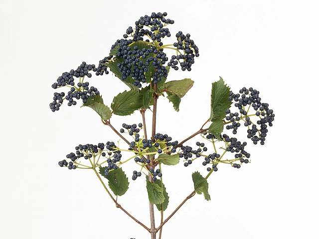 Viburnum per branch dentatum 'Inge'