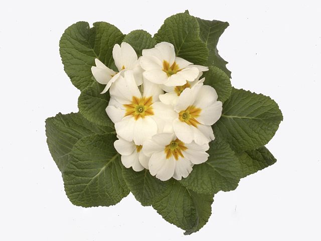 Primula (Acaulis Grp) other